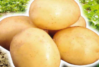 Pflanzkartoffeln Solist 5 kg, gelb, extra früh, vorwiegend fest